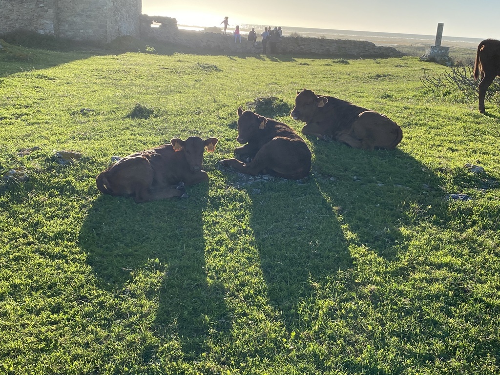 Kühe am Torre und Strand von Conil